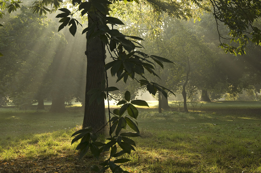 Sunbeams break through early morning mist behind sweet chestnut at Kew Gardens