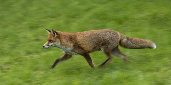 Panned shot of a fox at the British Wildlife Centre