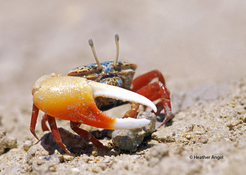 A male fiddler crab emerges from its burrow to feed at low tide on a Red Sea beach in Egypt. Captured with a 105mm maro lens, the crab 