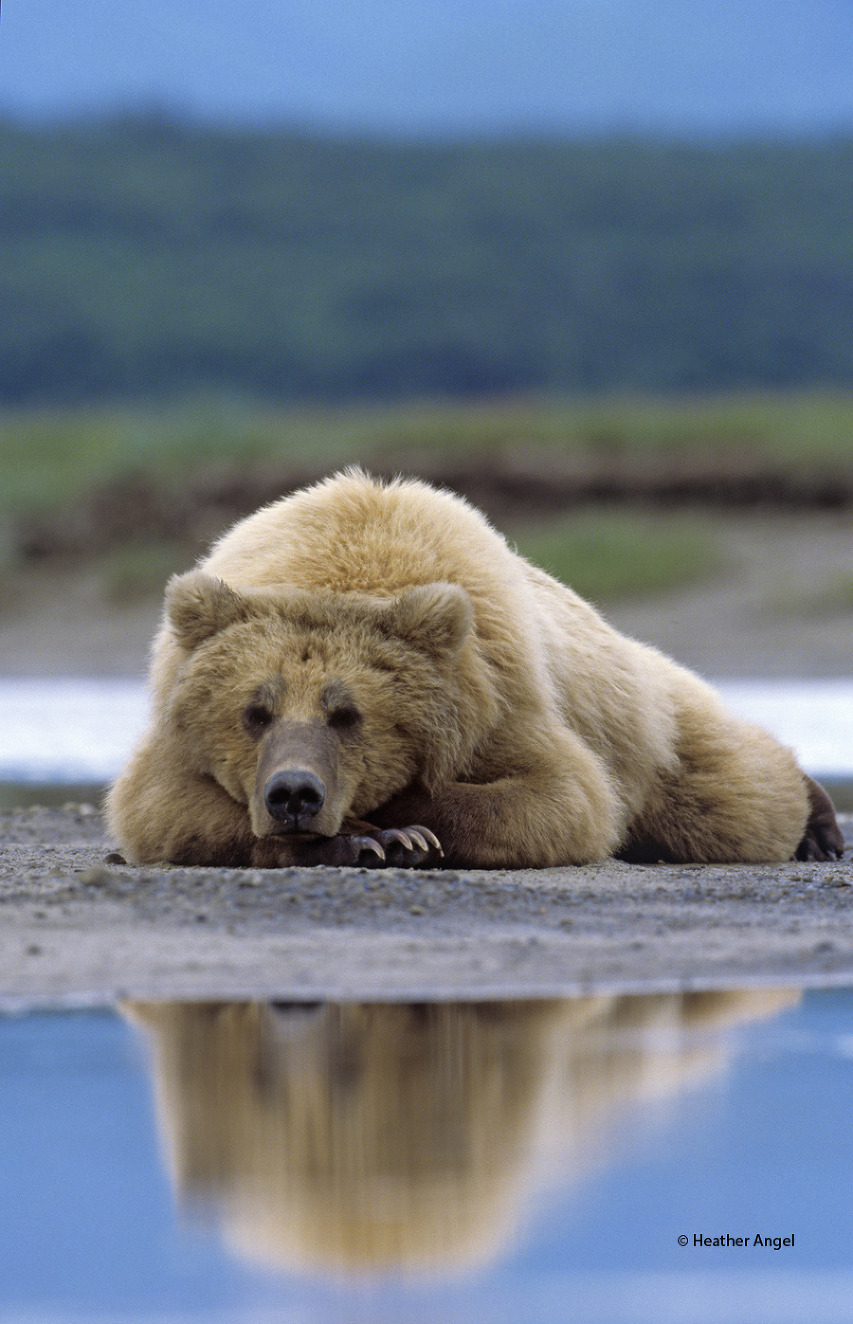 To gain a reflection of a relaxed brown bear in a pool at Hallo Bay in Alaska, a 500mm lens allowed for a speedy low-angle shot.