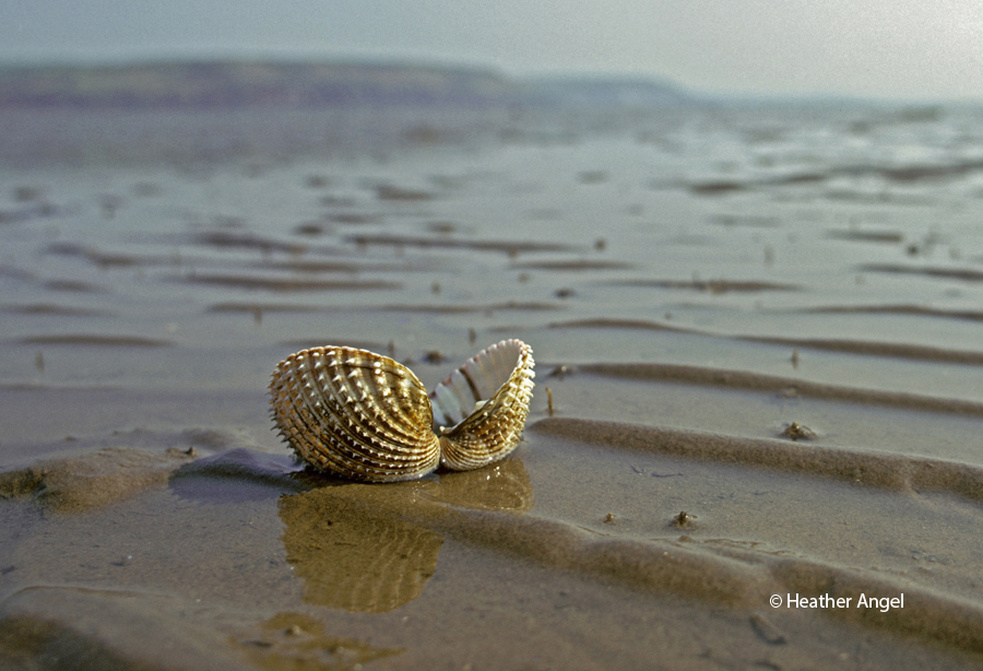 Crouching low with a wide angle lens, simulates a crab's eye view of a pair of spiny cockle shells on a rippled sandy beach near Dale Fort Fied Centre in Pembrokeshire, Wales.