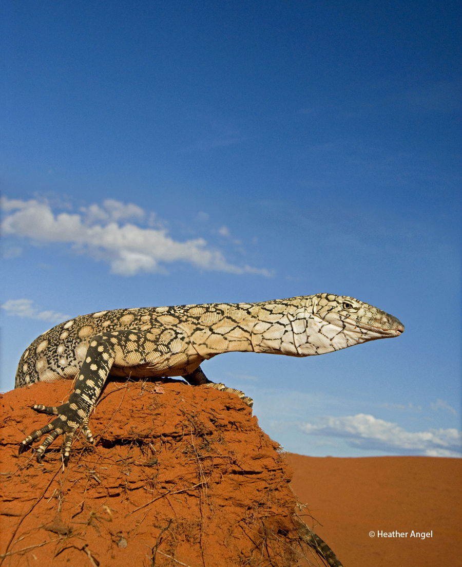 A low camera angle and a 24-85mm wide-angle lens set at 38mm, gives added impact to Australias largest lizard  the perentie goanna.