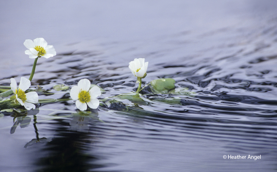 A low angle reveals the ripples created by the current streaming past emergent water crowfoot, Ranunculus aquatilis, flowers.