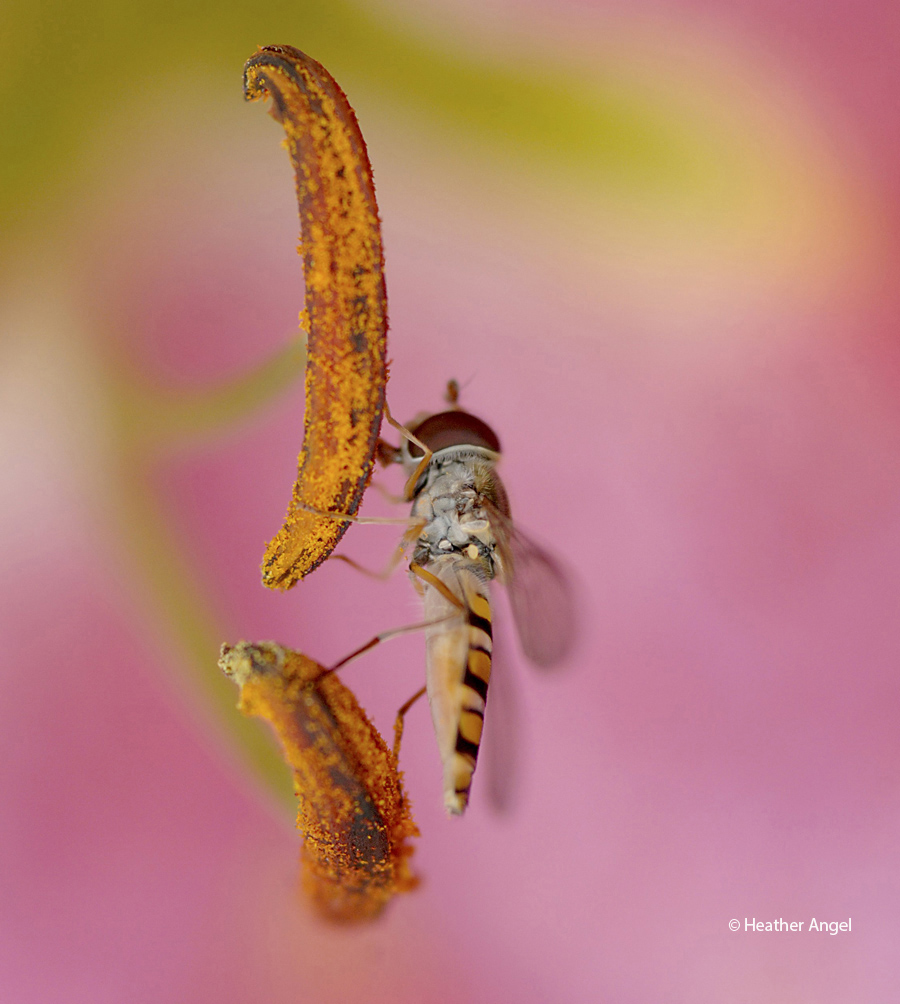 A macro lens captures a marmalade hoverfly as it laps up lily pollen using a broad proboscis. In the process all the legs pick up sticky pollen which gets transferred to the next flower it visits.