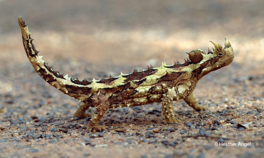 Hand-holding a macro lens in a prone position, was the only way I could show how a thorny devil raises its body up off the ground in Australia.