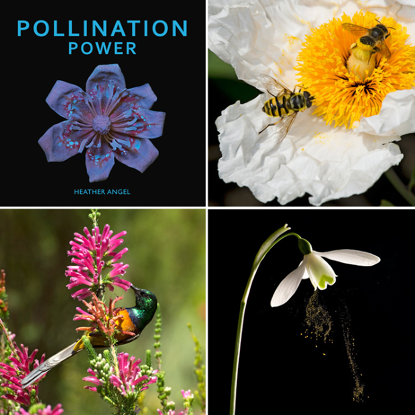 01 Pollination Power Heather Angel