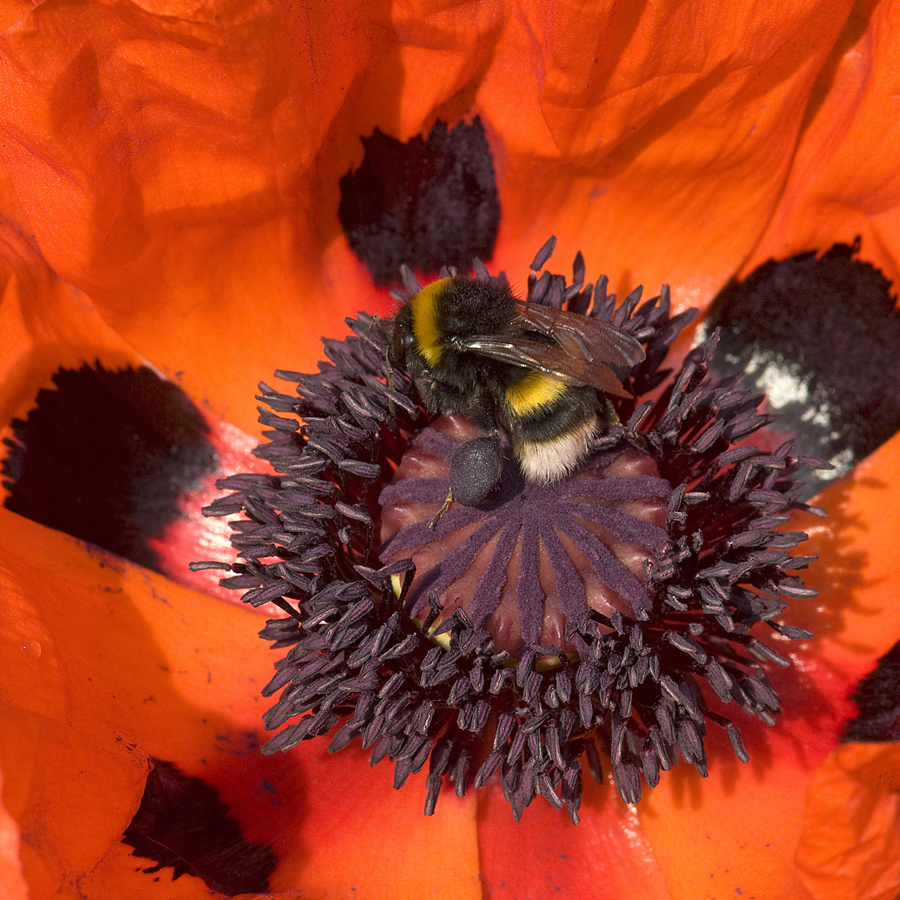 Bumblebee with dark blue and a plum hue pollen load foraging on oriental poppy, Papaver orientale