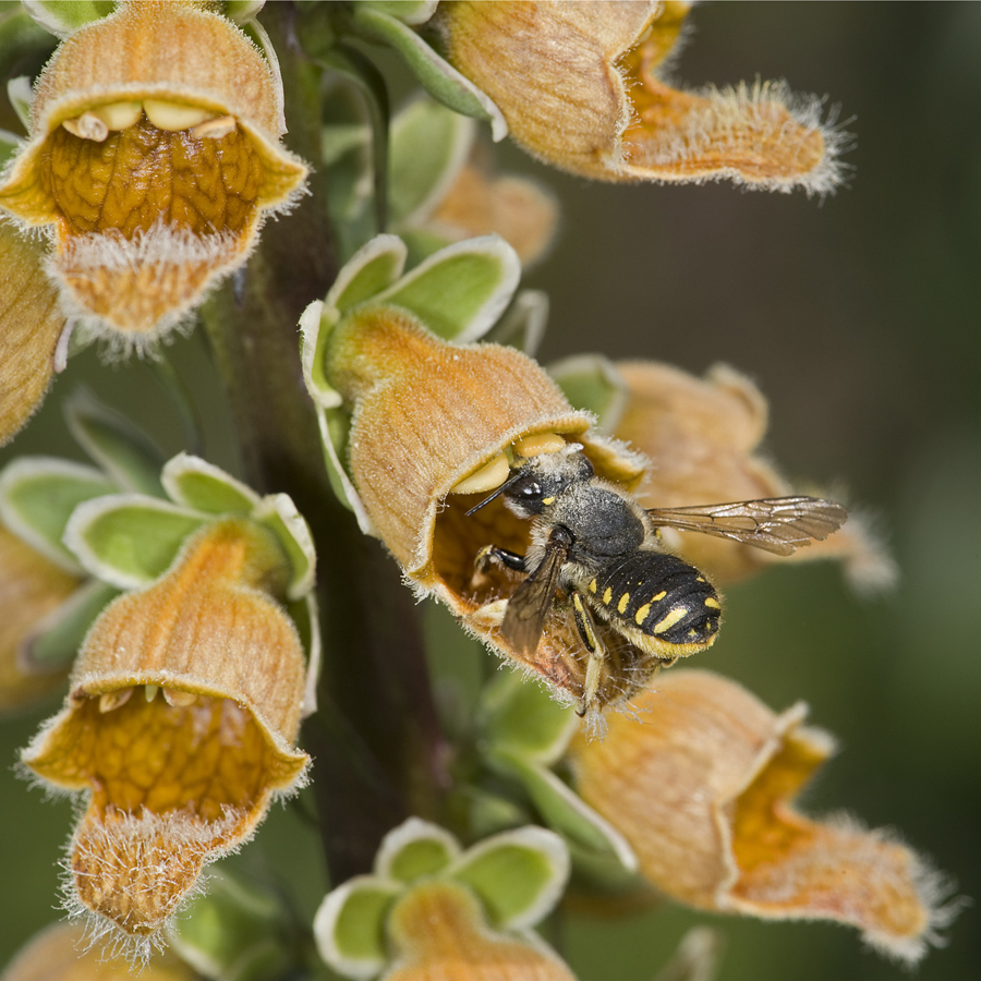 As female wool carder bee enters Digitalis ferruginea she gets a pollen load on her head