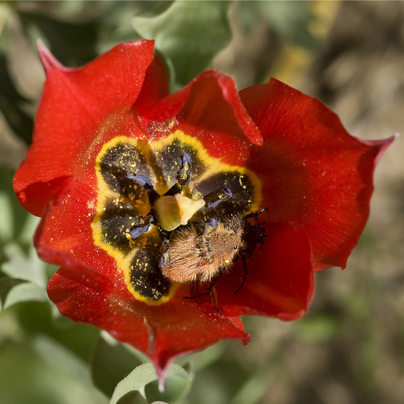 Bumblebee scarabs Amphicoma (Pygopleurus) vulpes mating in Tulipa armena flower Turkey. Note pollen dispersed on inside of flower with a little on the beetles. Nr Karabet Pass