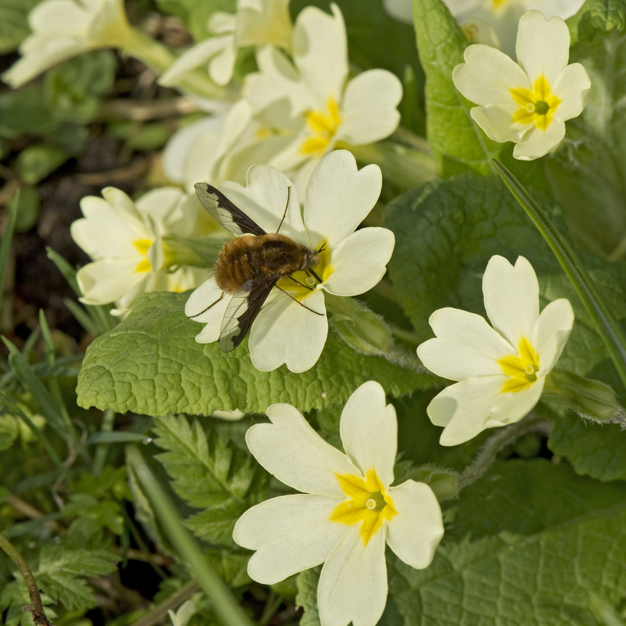 Bee fly feeds on nectar from primrose