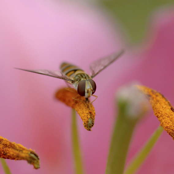 Hoverfly feeding on lily pollen