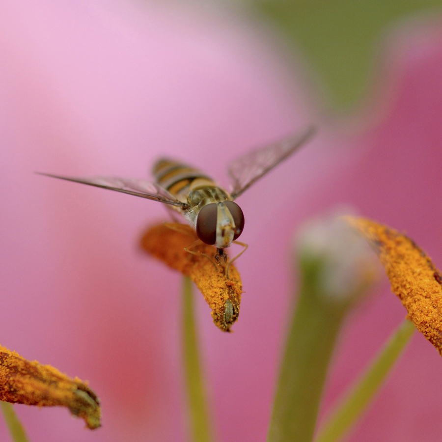 Hoverfly feeding on lily pollen