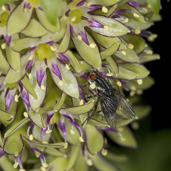 Pineapple lily Eucomis bicolor from South Africa