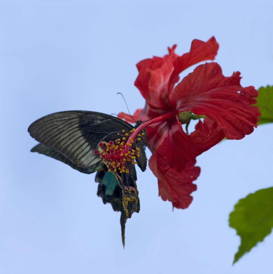 Wings on a Chinese peacock butterfly pick up pollen as the insect feeds on Hibiscus in Yunnan, China