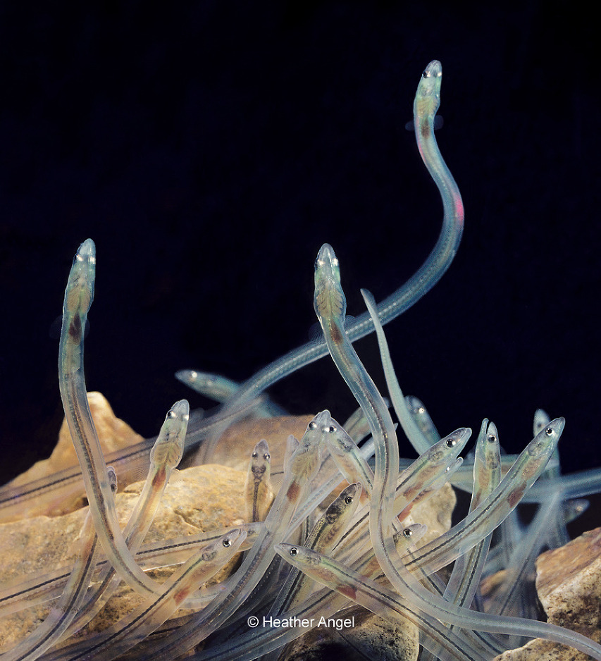 Transparent elvers or glass eels reveal gills, backbone, heart and gut