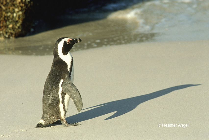 African penguin (Spheniscus demersus) casts a Concorde like shadow late in day on Boulders Beach, the Cape, South Africa