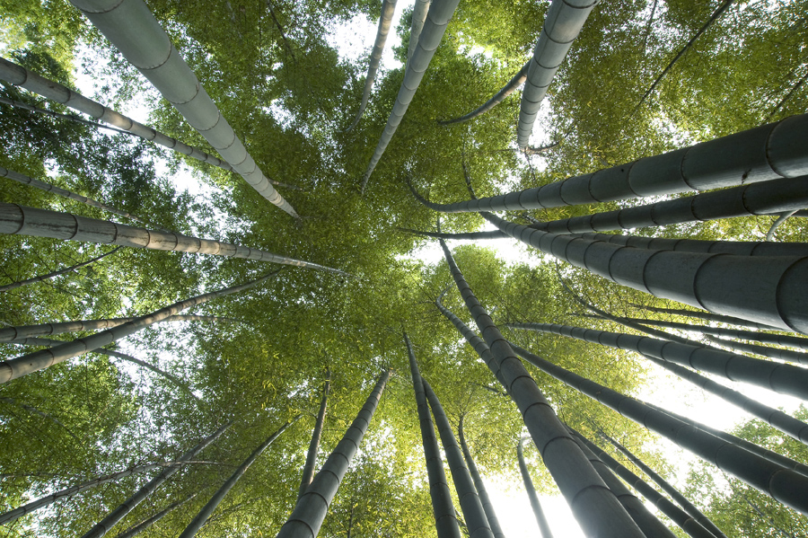 A skyward view into a moso bamboo canopy in South Sichuan Bamboo Sea, China