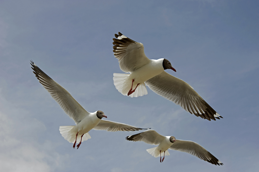 Three brown headed gulls in flight Qinghai Lake, China