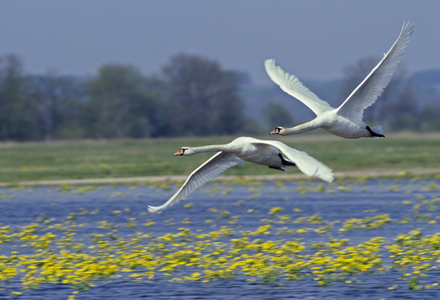 Using a jeep as a hide to take mute swans flying over flowering marsh marigolds, Briebrza Marsh , Poland.