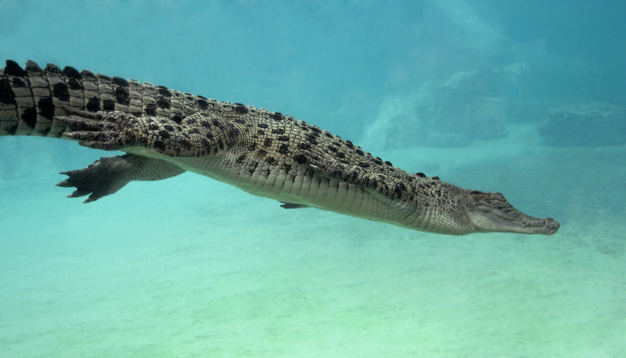 A juvenile saltwater crocodile swims underwater with limbs pressed alongside the body, Cairns, Australia