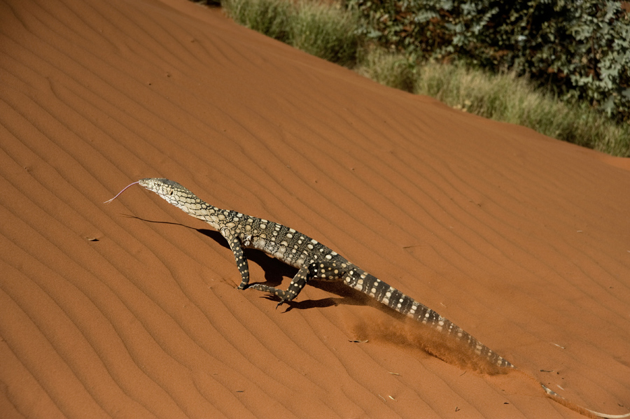 A perentie lizard makes a diagonal track as it races up a sand dune, Alice Springs, Australia