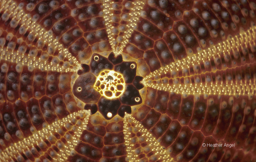 Starry pattern of pores in sea urchin (Echinus esculentus) shell lit internally with fibre optics, with rows of bosses that connect base of spines