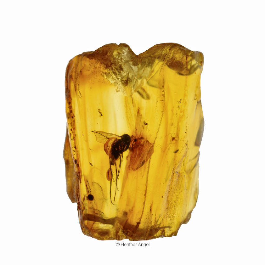 An insect trapped in Baltic amber - fossilized tree resin from ancient forests