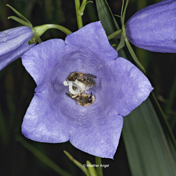 Male campanula bees (Melitta haemorrhoidalis) using a peach-leaved bellflower as a roosting place to sleep in at night