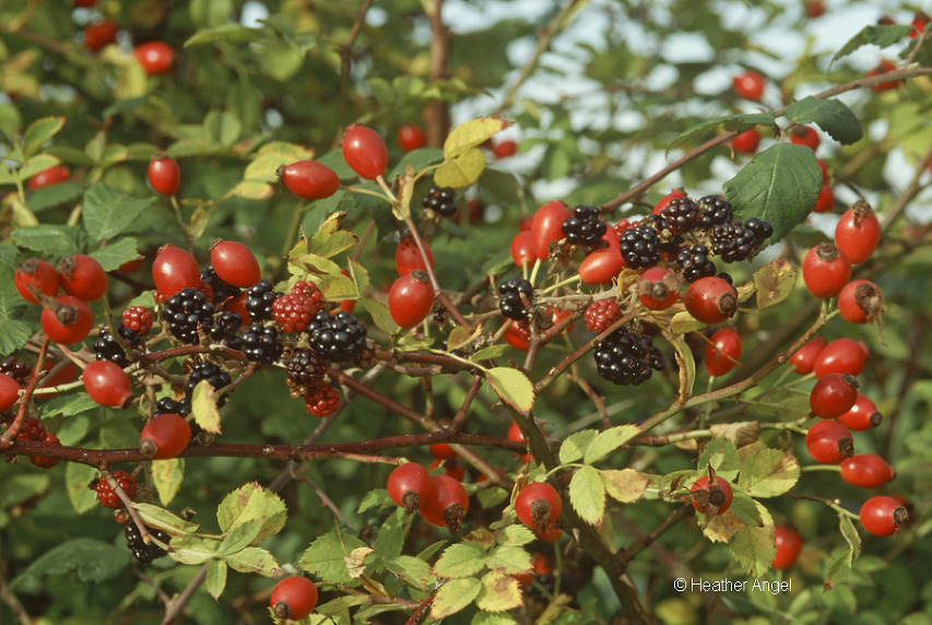 Blackberries and rosehips intermingle within a Hampshire hedgerow