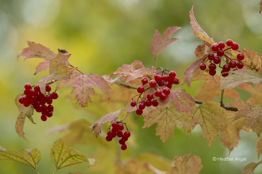 Bright red fruits of guelder rose stand out against their leaves beginning to turn colour
