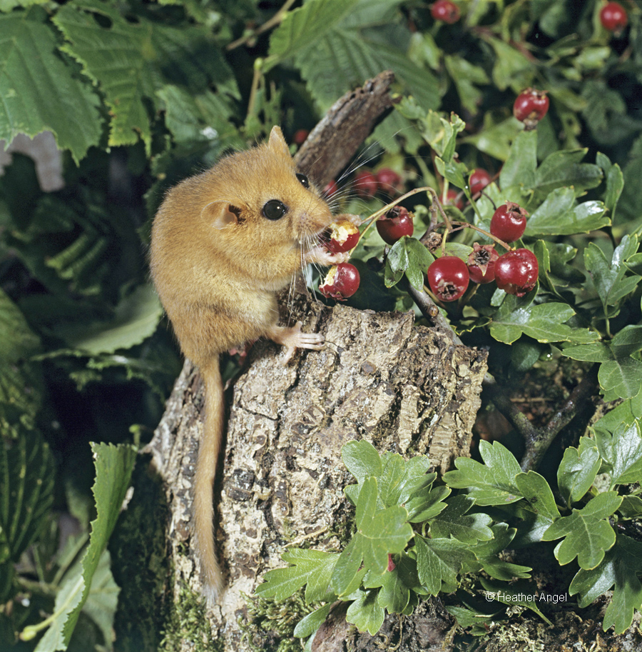 A captive dormouse emerges at night to feed on hawthorn berries