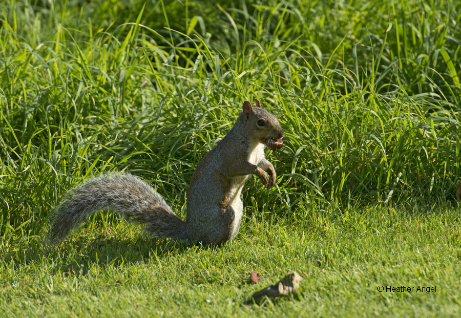 A grey squirrel carries a horse chestnut in the mouth before it runs off to bury it at Kew Gardens