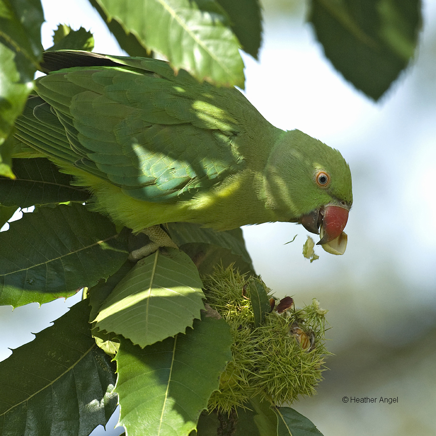 A ring necked parakeet (Psittacula krameri) speedily accesses sweet chestnuts by using the bulky bill to rip off the spiky casing