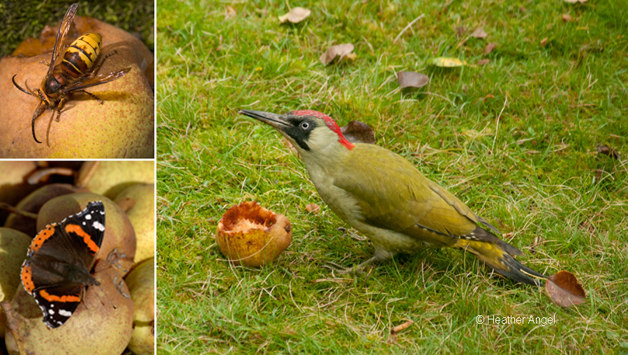 Windfall pears are enjoyed by hornets and red admirals, with the occasional green woodpecker or yaffle on our lawn