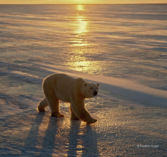 A rimlit polar bear (Ursus maritimus) walks on ice at sunset, Cape Churchill, Canada