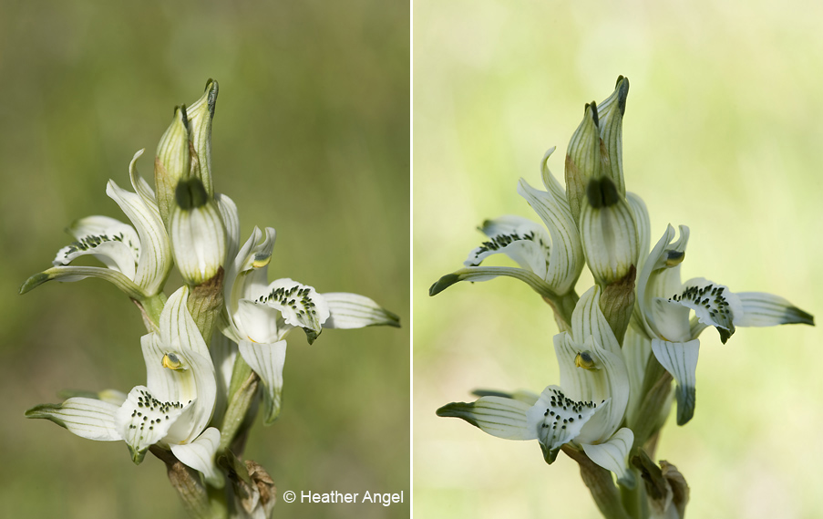 Left: Sunlight falls on a Volkmann's Chloraea orchid. Right: Diffuser softens sunlight on the orchid