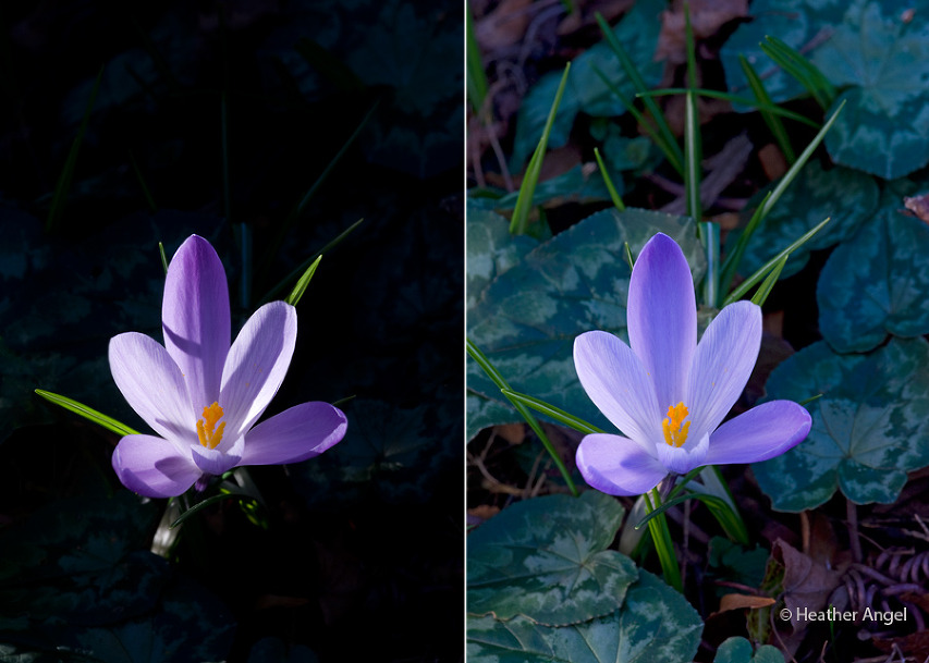 Left: Crocus spot lit by winter sun Right: Crocus in soft light created by using a diffuser.