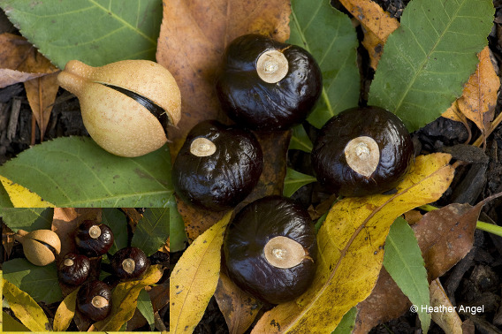 Left: Indian horse chestnut (Aesculus indica) conkers in sunlight Right: With a diffuser