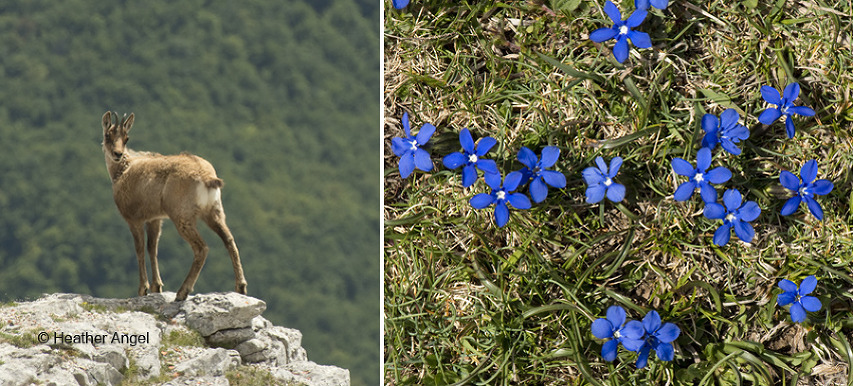 Left: A chamois turned as I appeared over a ridge. Right: Spring gentians (Gentiana verna). Both on trip to Fuente Dé, Picos de Europa.