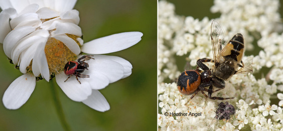 Female napoleon crab spider (Synema globosum) Left: outside oxeye daisy bivouac. Right: Grasping a hapless hoverfly on a white umbellifer.