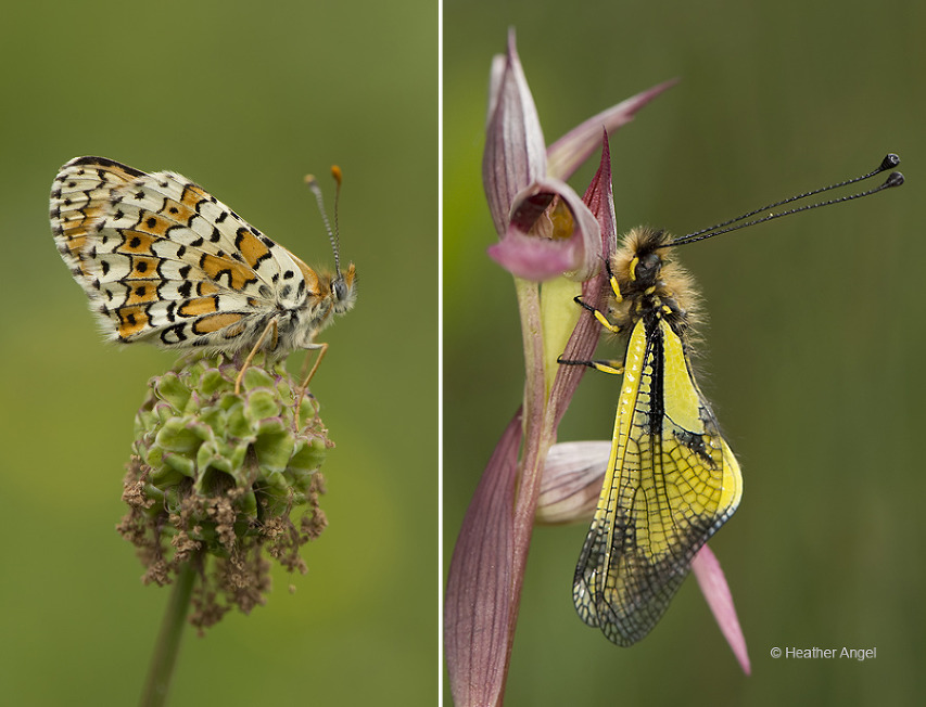 Left: Glanville fritillary (Melitaea cinxia) on salad burnet. Right: Owly sulphur (Libelloides coccajus) on tongue orchid.