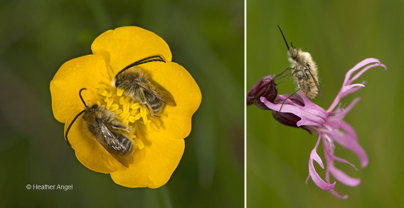 Left: Two male long-horned bees (Eucera longicornis) sleeping in buttercup. Right: Bee-fly resting on ragged robin.
