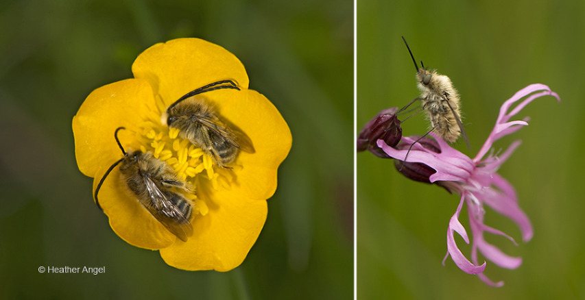 Left: Two male long-horned bees (Eucera longicornis) sleeping in buttercup. Right: Bee-fly resting on ragged robin.