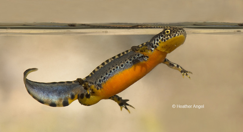 Male alpine newt (Triturus alpestris) in breeding dress with orange belly and dark spots along flanks and tail.