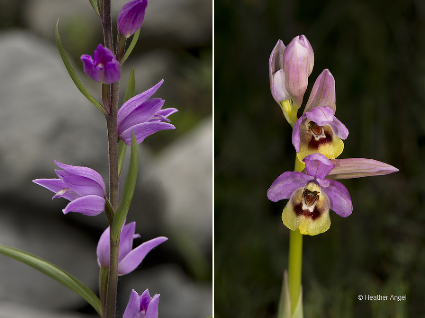Left: Red helleborine (Cephalanthera rubra). Right: Sawfly orchid (Ophrys tenthredinifera).