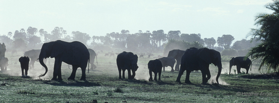 African elephant ( Loxodonta africana) herd kicking up dust as they feed late in the day, Okavango Delta, Botswana