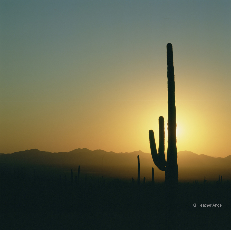 A saguaro cactus (Cereus giganteus) blocks out the bright sun in Arizona