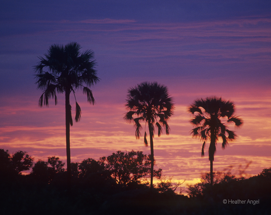 Fan palms or mokolane (Hyphaene petersiana) at sunset. Mombo, Okavango, Botswana