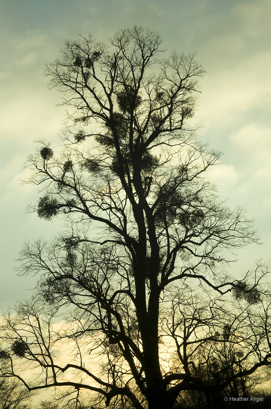 Silhouetted clumps of parasitic mistletoe (Viscum album) are easily counted on a poplar tree in winter
