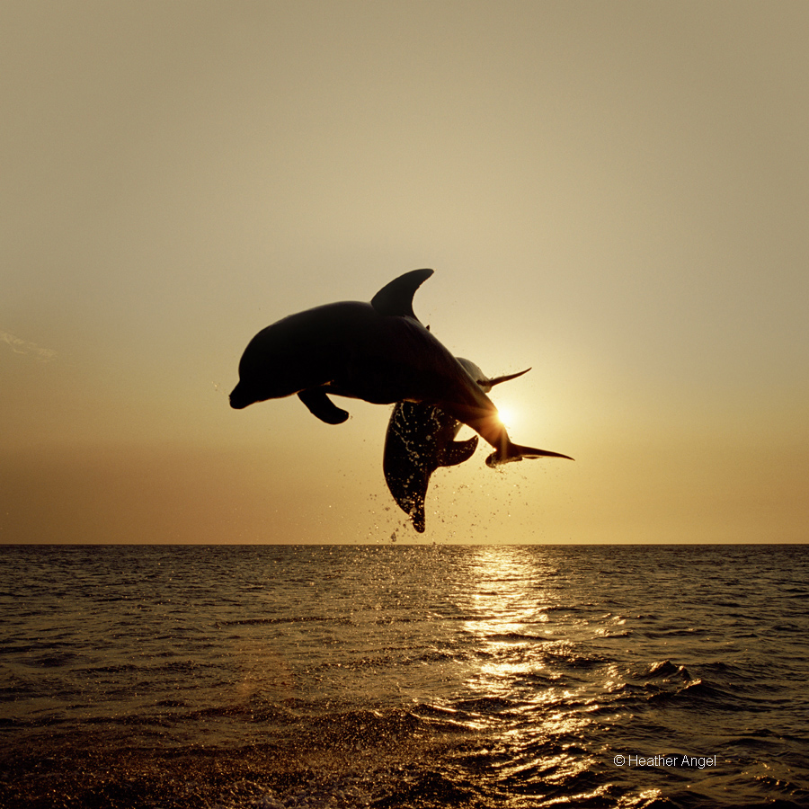 Bottlenose dolphins (Tursiops truncatus) leaping from the sea against the setting sun, Roatan, Caribbean